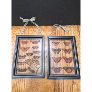 Set of 2 Butterfly Specimen Wall Art Prints Black Frames Ribbon 6x9 Cottage